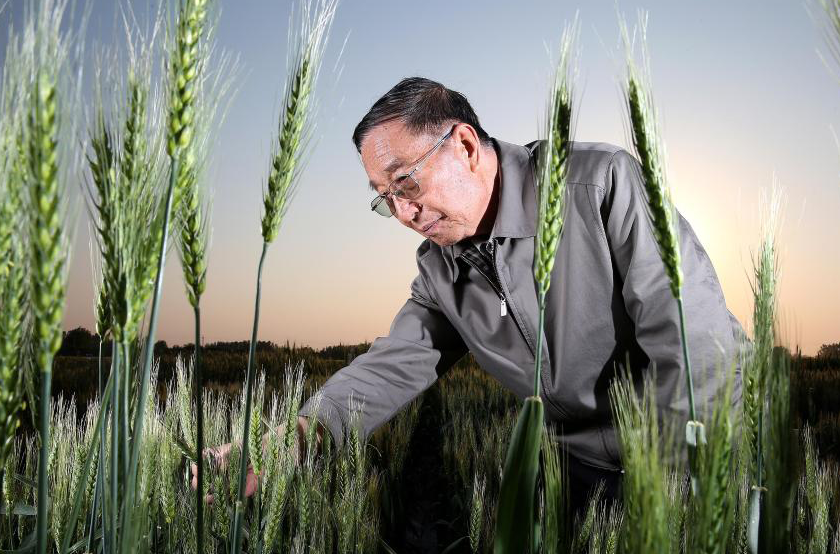 李振聲
“共和國勛章”獲得者,中國科學院原副院長。